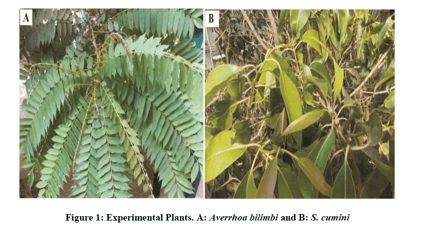 derpharmachemica-Experimental-Plants