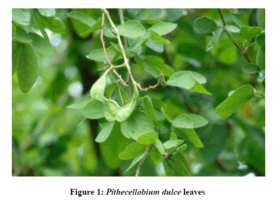 derpharmachemica-leaves