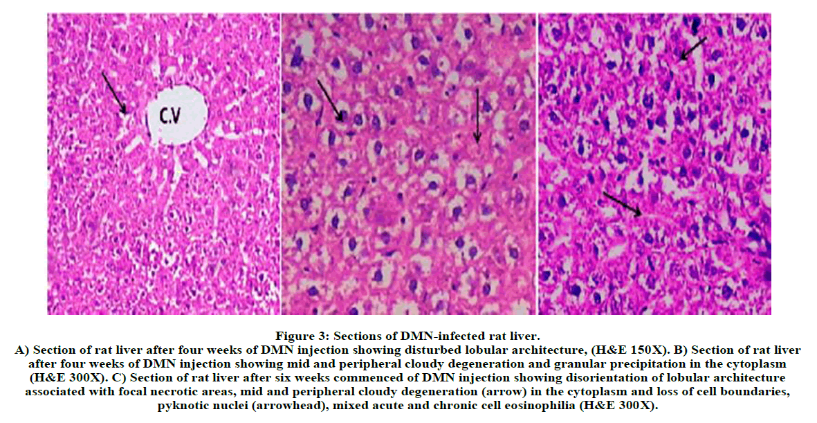 derpharmachemica-rat-liver