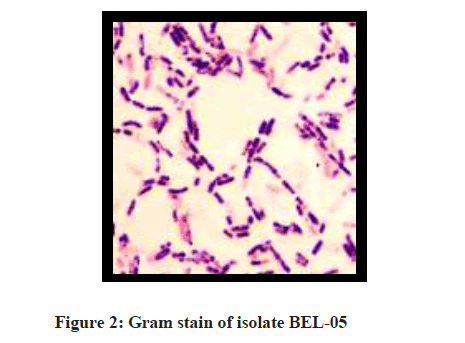 derpharmachemica-stain-isolate